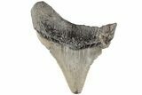 Serrated Angustidens Tooth - Megalodon Ancestor #202426-1
